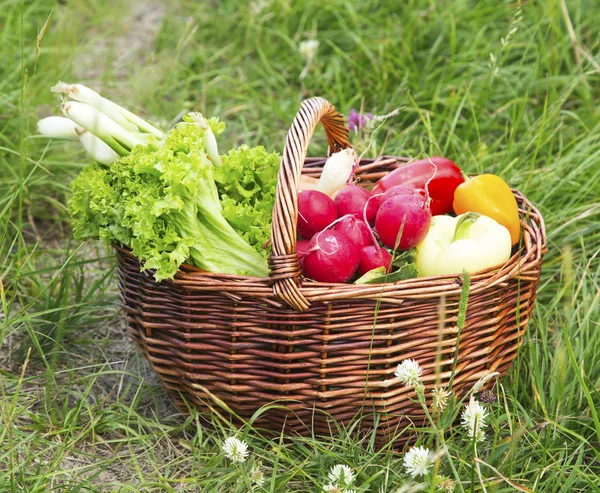 Cesta de verduras Bio recién recogido del jardín —  Fotos de Stock