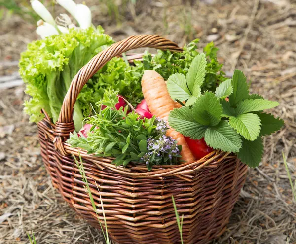 Verduras y hierbas recién recogidas del jardín — Foto de Stock