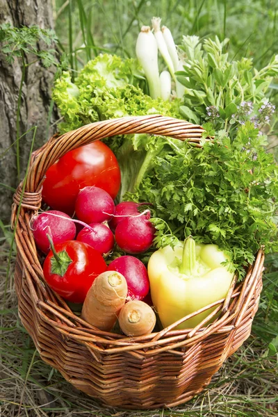 Bio Vegetables and Green Herbs Basket Freshly Picked from the Ga — Stock Photo, Image