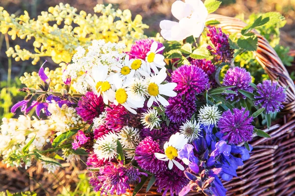 Summer Wild Flowers — Stock Photo, Image
