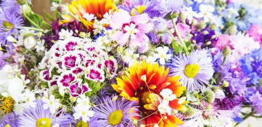 Wildflowers in Colors