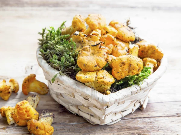 Funghi finferli — Foto Stock