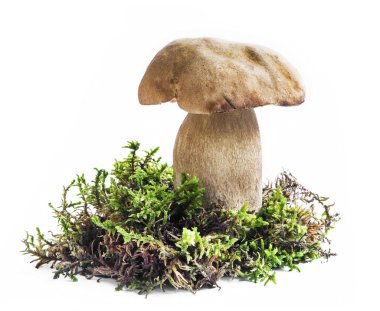 Boletus and Moss Isolated on White