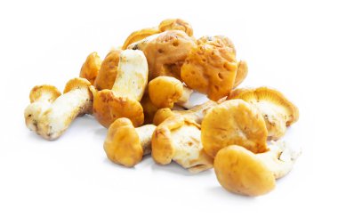 Cantharellus cibarius mantar