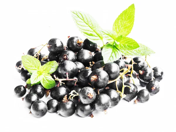 Black Currants with Mint Isolated — Stock Photo, Image