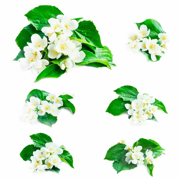 Jasmine Flowers Collection — Stock Photo, Image