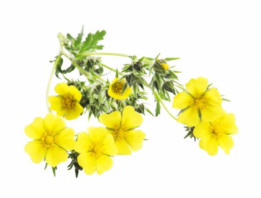Tıbbi bitki Potentilla Reptans izole,