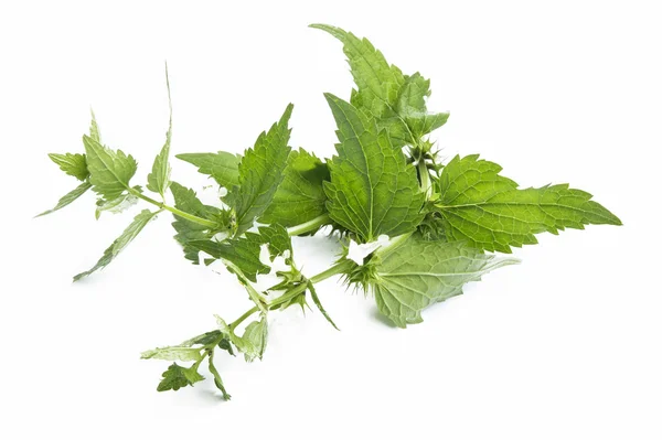 Ortiga Blanca, Álbum de Lamium Planta Medicinal — Foto de Stock