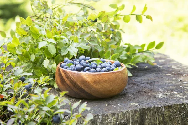 Blaubeeren im Waldsommerlicht — Stockfoto