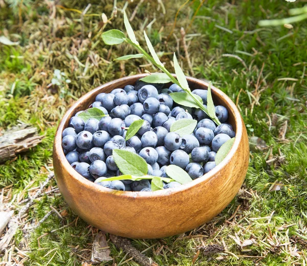 Bleuets dans l'herbe forestière — Photo