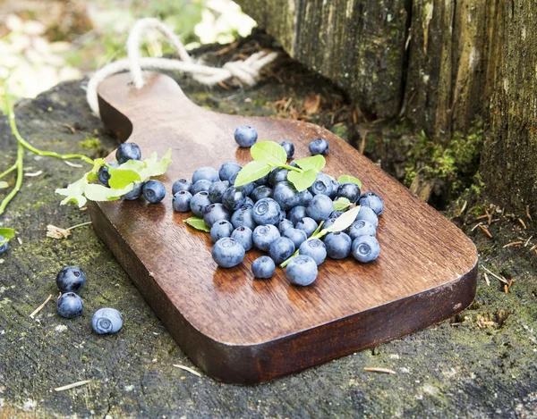 Blueberries Freshly Picked from the Forest — Stock Photo, Image