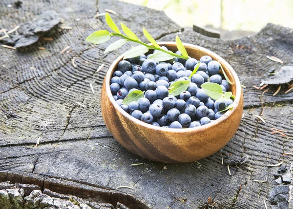 Blaubeeren im Waldsommerlicht — Stockfoto