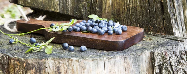 Blaubeeren frisch aus dem Wald gepflückt — Stockfoto