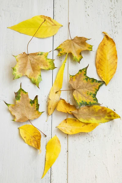 Herfst gedroogde bladeren — Stockfoto