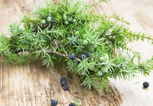 Juniper vruchten en tak — Stockfoto