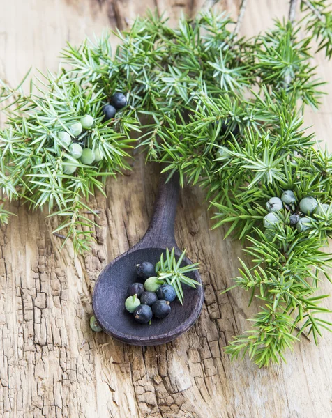 Juniper vruchten en tak — Stockfoto