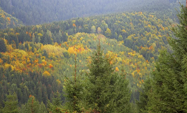 Colores otoñales en el bosque — Foto de Stock