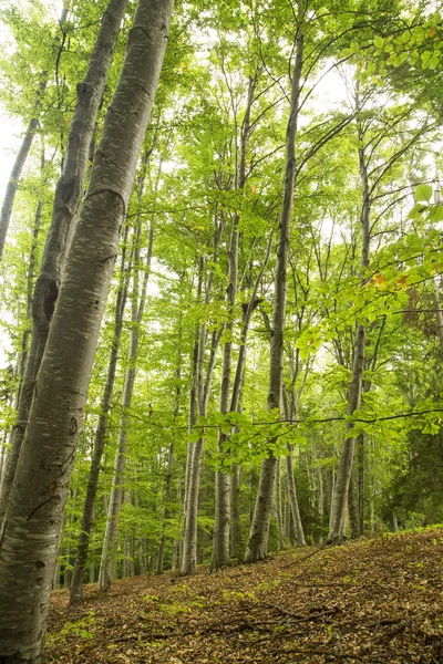 Beukenbos — Stockfoto