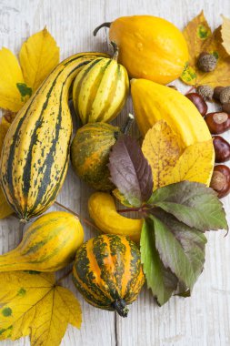 Sonbahar yaprakları ve kestane ile sonbahar Pumpkins çeşitler