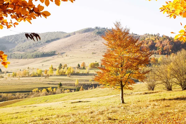 Paisaje campestre de otoño con coloridos árboles y prados — Foto de Stock