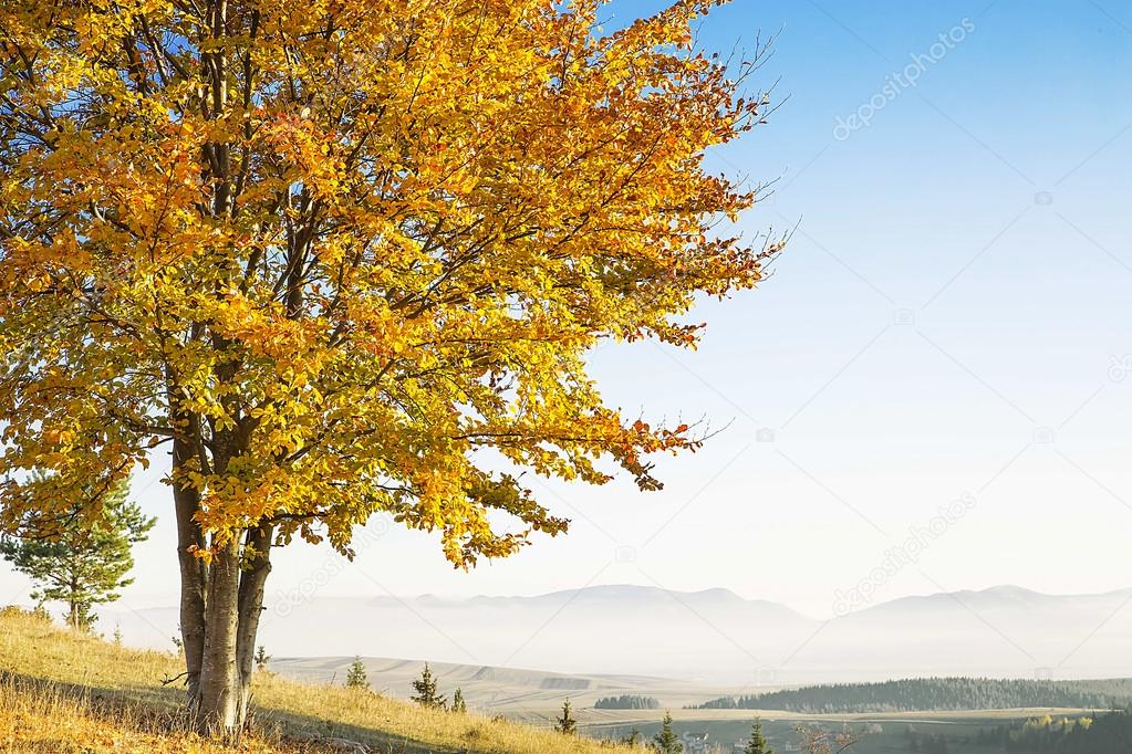 Fall Tree with Dried Colorful Leaves and Mountains in the Backgr