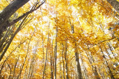 sonbahar kayın ormanı