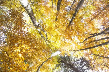 sonbahar kayın ormanı