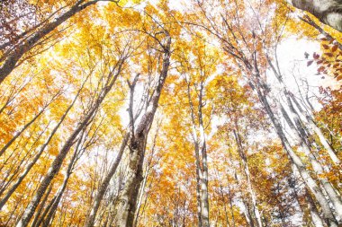 sonbahar kayın ormanı
