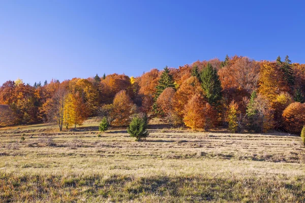 Bosque de árboles coloridos de otoño, paisaje rural — Foto de Stock