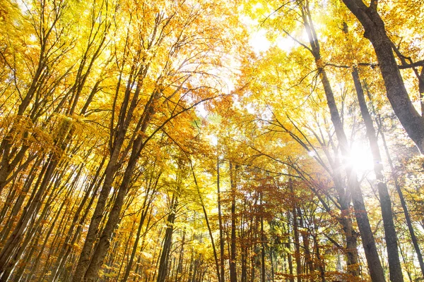 秋天山毛榉森林与阳光穿过树木 — 图库照片