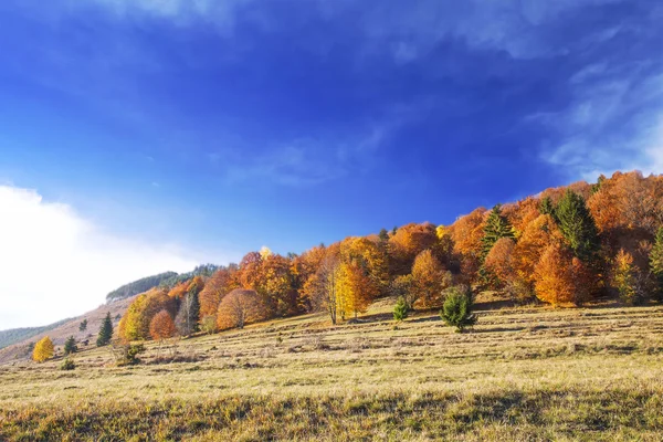 Bosque de árboles coloridos de otoño, paisaje rural — Foto de Stock