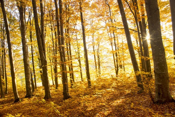 光在山毛榉森林里的秋天 — 图库照片