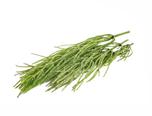 Cauda de cavalo comum (Equisetum arvense ) — Fotografia de Stock