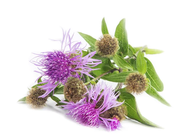 Cardo de lança (Cirsium vulgare) — Fotografia de Stock