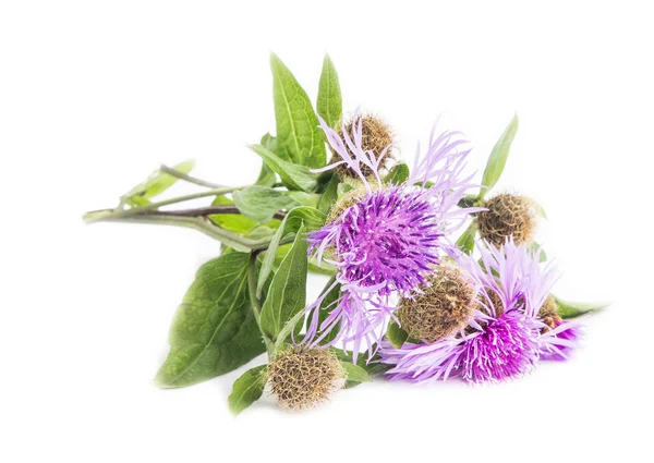 Cardo de lança (Cirsium vulgare) — Fotografia de Stock