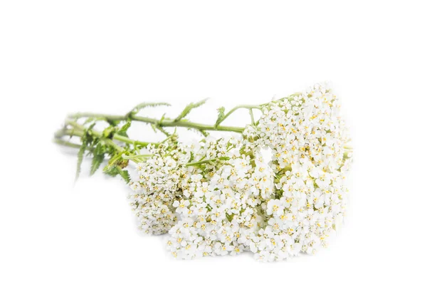 Yarrow ( Achillea millefolium) — Stock Photo, Image