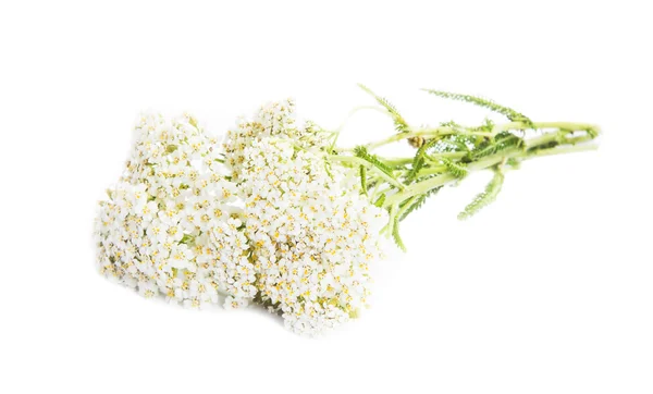 Milefólio (Achillea millefolium) — Fotografia de Stock