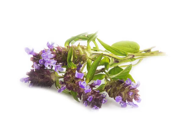 Wild thyme herb isolated — Stock Photo, Image