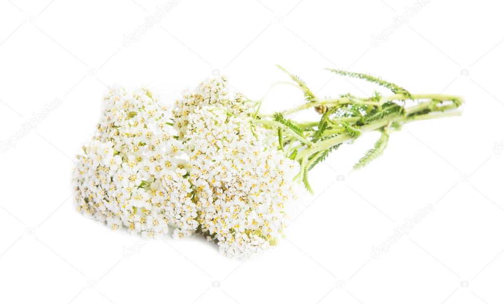 Yarrow ( Achillea millefolium) 