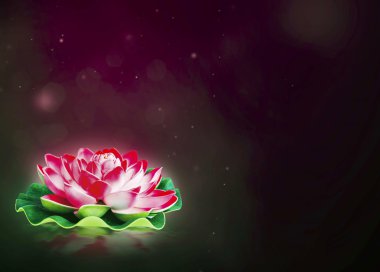 Rüya gibi lotus çiçeği