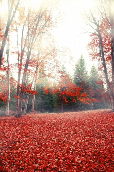 Foggy forêt d'automne — Photo