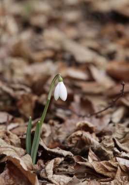 Güzel kardelen çiçek