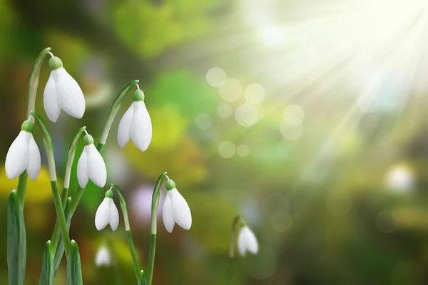 Beautiful snowdrops shining in the sun — Stock Photo, Image