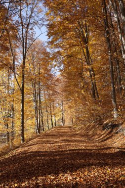 Güzel sonbahar ormanı