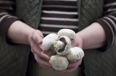  Çiftçi tutarak taze mantar