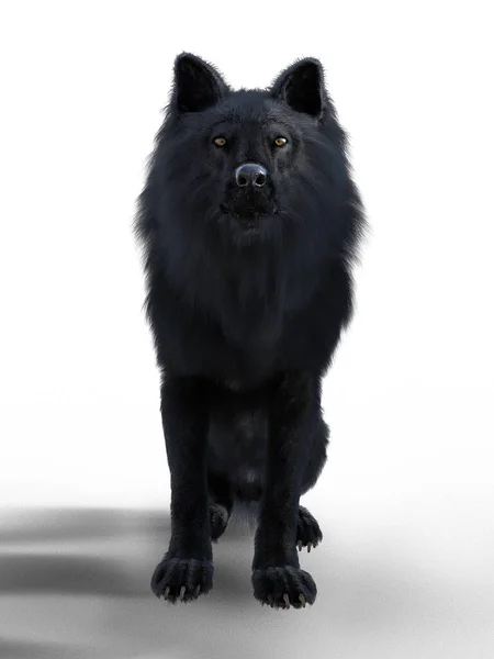 Lobo Negro Frente Sentado Delante — Foto de Stock