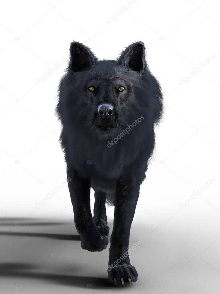 Black wolf peaceful standing