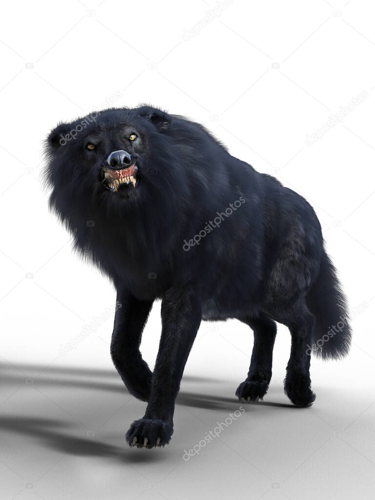 Snarling black wolf standing