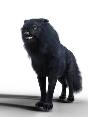 Hırıldayan siyah kurt ayakta duruyor