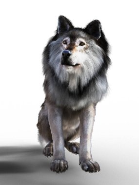 Kahverengi ve gri timbre Wolf resimde oturuyor